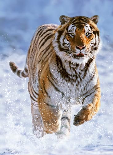 Ravensburger 12000148 - Tigre sulla neve - puzzle 500 pezzi – puzzle adulti e ragazzi da 12 anni,