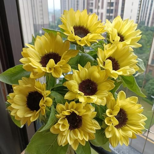 sonnenblume mehrjährig winterhart - garten exotische stauden 80samen