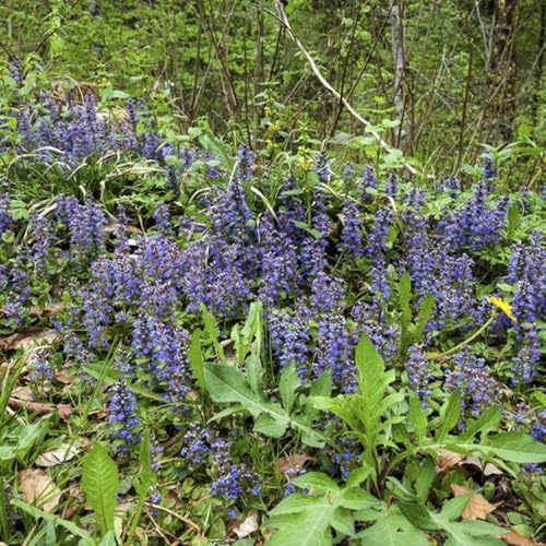 Bloomique - Lot de 6 - Ajuga reptans - Arbuste rampant vert noir - Floraison abondante - Rustique - Couvre-sol - Hauteur 10-20 cm - Pot 9 cm