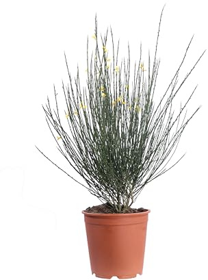 Pianta vera di Cytisus Scoparius o Citiso o Ginestra varie colorazioni cespuglio ornamentale da esterno venduta da eGarden.store (Goldfinch v.24 cm)