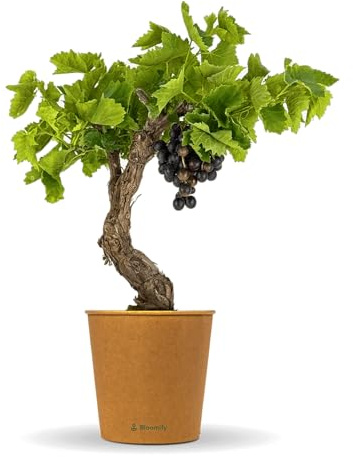 Bloomify® rote Weinreben Pflanze Walter | 60-70 cm hohe winterharte Weintrauben Pflanze | pflegeleichte Tafeltraube für Garten oder Kübel | besonders süße und leckere Früchte
