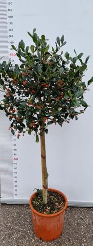 PIANTA DI ILEX NELLY Compatible with STEVENS IN VASO 1/2 FUSTO CLT 18 (foto reali) AGRIFOGLIO
