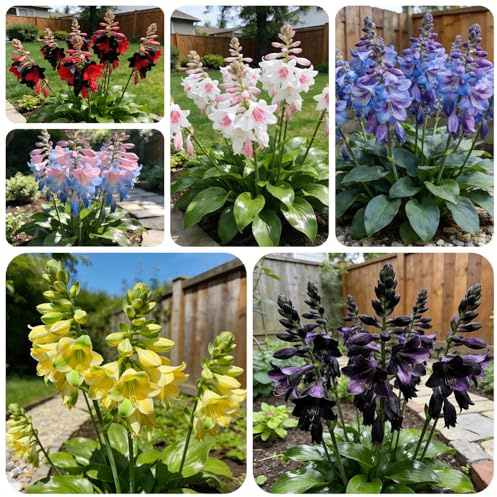 semillas de hosta, funkia, cama elevada de jardín balcón jardín rocas raras balcón invernadero variedades tradicionales interior cortadas trepadoras exterior 350pcs