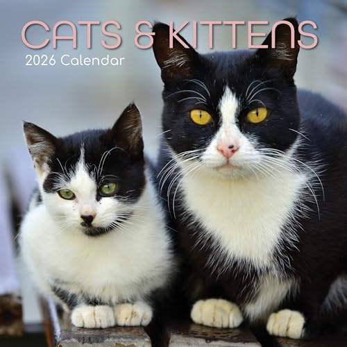 TGSC | Katter & kattungar 2026 kalender 16 månader (sept 2025-dec 2026) Familj fyrkantig väggkalender 2026 UK | Planerare med stort rutnät för hem- eller kontorsorganisation - djur 2026/2025 kalender
