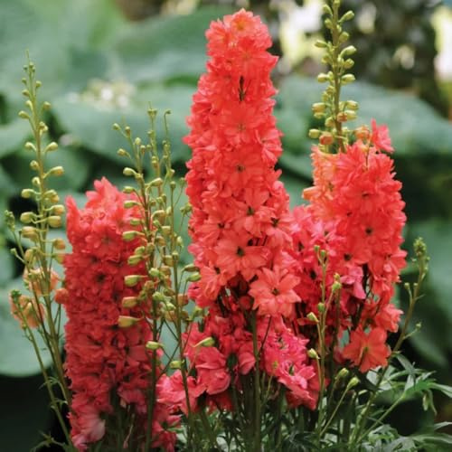 delphinium semi biologici balcone parterre esotico decorativo autunno, 400pcs