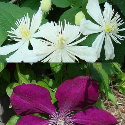 2 x Clematis grimpantes : Clematis Summer Snow et Rouge Cardinal - Blanche et Rouge velouté, vivaces et rustiques | 2 pots de 1,5 litre