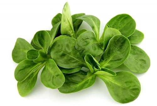 Semillas de Valerianella Locusta Canónigos Naturaes para Plantar en Casa