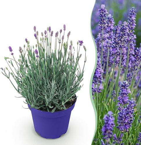 Lavandula angustifolia Hidcote - Lavanda - Hardy - Violeta - 15-25cm - Ø12cm - Planta de jardín