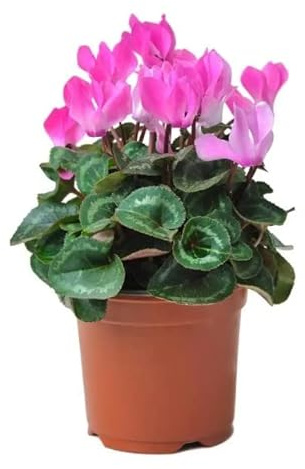 DECOALIVE Flor Ciclamen Natural Planta Interior y Exterior