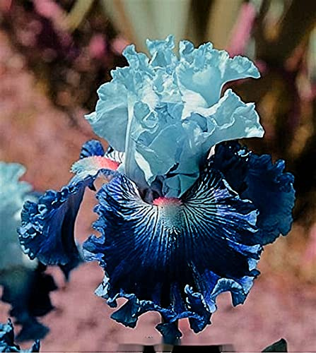 Bulbi iris|Postura familiare gentile e aggraziata|fiori artificiali|Facile da nutrire|Adatto per la semina domestica-1,2bulbis