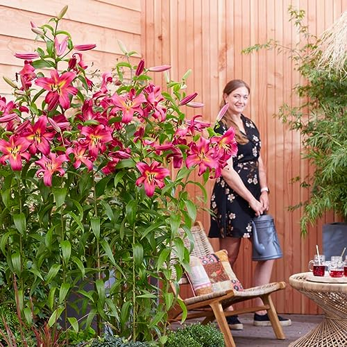 Empoli Gigli Giganti (3 pezzi), bulbi di fiori resistenti al freddo provenienti dall'Olanda da piantare in giardino (grandi bulbi, non semi, non artificiali) (Empoli)