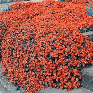 200 Creeping Thyme Seeds Flower Seeds Rock Cress Ground Cover Seeds Carpet Evergreen Plant Easy to Grow for Garden Lawn