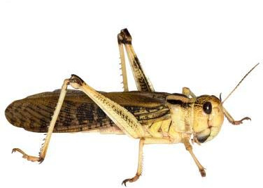 Feeders & More - Heuschrecken - Wanderheuschrecken GROẞ - 9 Stück - Lebendfutter Insekten Wanderheuschrecken - Futter für Reptilien, Bartagamen und Amphibien - Futterinsekten & Haustierfutter