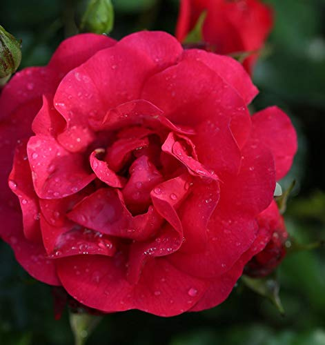 Hochstamm Rose Gärtnerfreude® 80-100cm - lebende Gartenpflanze aus den Baumschulen