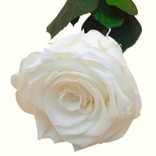 Genérico Rosa Blanca Natural preservada. Flor preservada Blanca eterna. Cumpleaños, Regalo Original. Rosa ETERNA Blanca preservada Hecho en España.