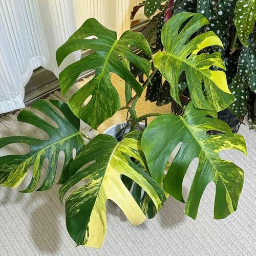 semillas de monstera - cobertura del suelo balcón primavera Variedades antiguas jardín resistentes 200pcs