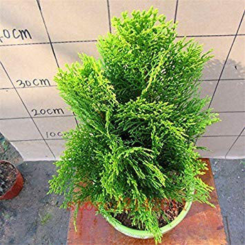 Venus Fly Trap Seeds, Dionaea Muscipula, Bonsai Carnivorous Plant Garden Decoration Plant 30 pcs AA