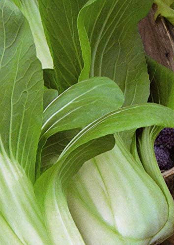 175 Seeds of Vegetable Pak Choi Yuushou F1