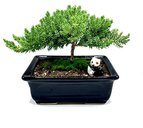 Live Dwarf Juniper Bonsai Tree 4-5years Old with Cute Ceramic Panda | Juniper or Jade Bonsai Tree | Indoor/Outdoor | 100% Handcrafted| Home and Office Décor | Best Gift for Holiday