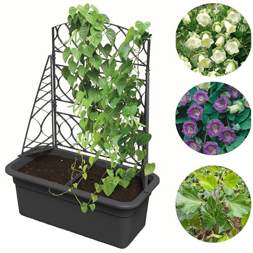 botle Blumentopf mit Pergola mit Gestell Kübel Blumenkasten Garten Pflanzkübel mit Rankhilfe groß Kunststoff Anthrazit 58x78cm Topf für Weinreben, Kletterblumen