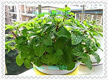 Vista Arieties 100 PCS Plant Menthe Vert Légumes Graines Balcon En Pot Graines De Menthe Poivrée Graines Aromatiques:Seeds Only
