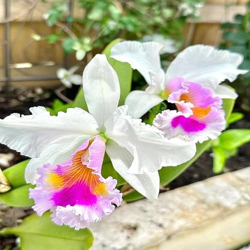 Semillas de orquídeas Cattleya maceta decorativas macetas semillas de jardín interior decoracion techo verde bonsái interior bonsái decoración 10pcs