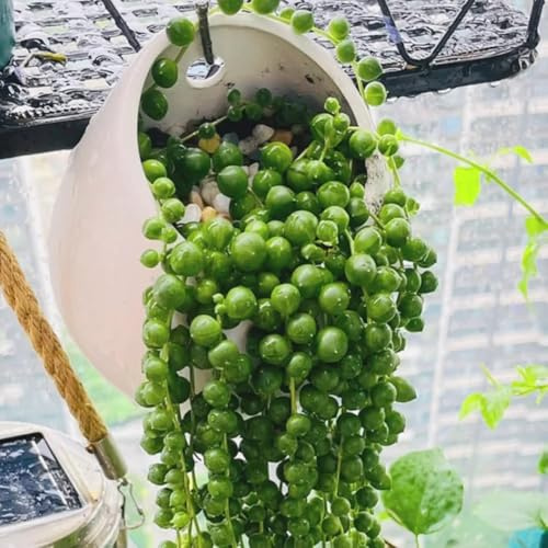Semi di Senecio rowleyanus, d'appartamento verdi decorazione del soggiorno semi di antiche varietà semi di d'appartamento 150pcs