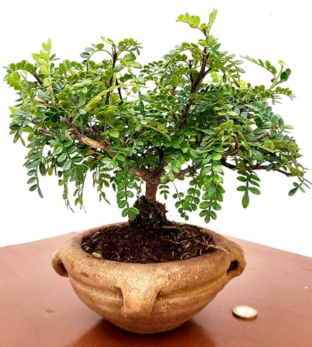 POWERS TO FLOWERS - PIANTA DEL PEPE, ZANTHOXYLUM PIPERITUM BONSAI, IN ORCIO COCCIO, pianta vera
