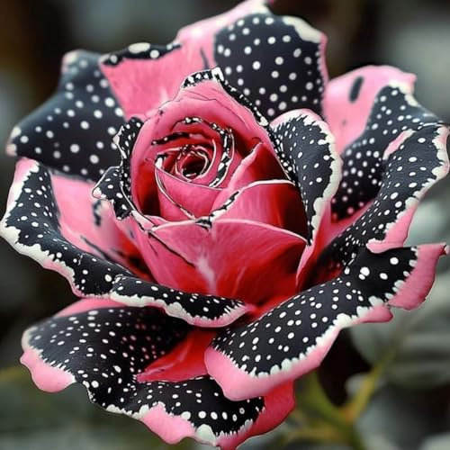 Bulbos de Rosa Perennes Brillantes a Granel Profesionales para Impresionantes Exhibiciones de Jardín - 1 Bulbos - F