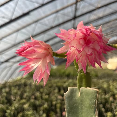 cactus di natale balcone in vaso ombra selvatici ufficio 200semi