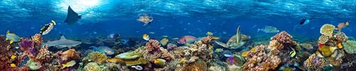 adrium Acryl-Bild 100 x 20 cm: Unterwasser-Korallenrifflandschaft superbreiter Bannerhintergrund im tiefblauen Ozean mit bunten Fischen und Meereslebewesen