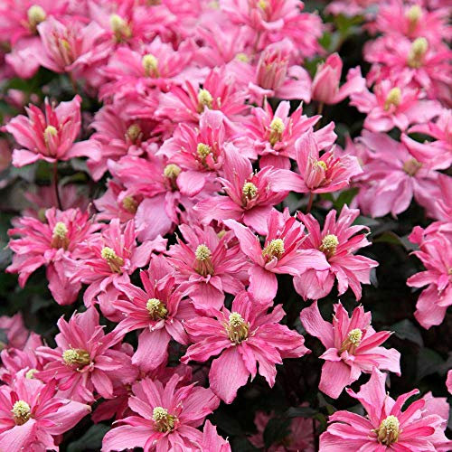 Clematis Montana 'Broughton Star' X 3 Large Plug Plants for Potting on by Growtanical