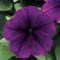 100 semillas de petunia gigante morada