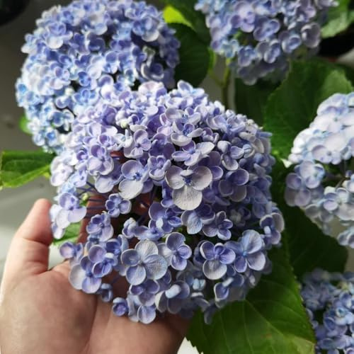 Semi di ortensia - balcone giardino in vaso raro 55pcs
