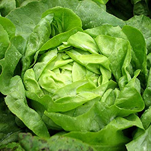 Viridis Hortus - Buttercrunch Lettuce 1000 (1.08g's) Vegetable Seeds - Butterhead - Cool Season Heirloom - Lactuca Sativa