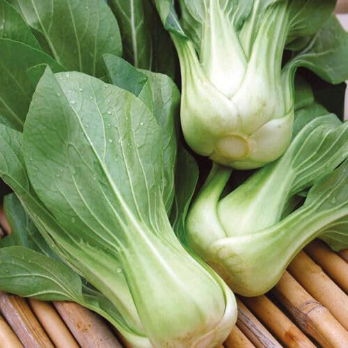 Buy4seeds Cabbage Pak Choi White Stem 500 Seeds Simple to Grow