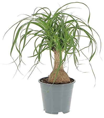 KENTIS - Beaucarnea Nolina Recurvata - Piante da Interni Vere - H 30-40cm Vaso Ø 14 cm - Mangiafumo