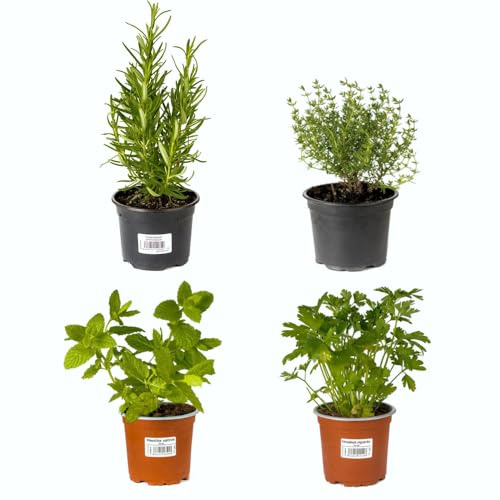 Set 4 Plantas Aromáticas | Romero + Tomillo + Hierbabuena + Perejil | Plantas Naturales