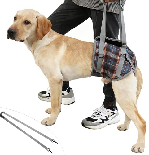 Tragehilfe,Tragehilfe Hund Treppe,Hundeliftgeschirr Mobilitätshilfen,Hinterbeine Einstellbar Bietet Unterstützung für Mittelgroß Älterer Hund Schwache Beine Chirurgie Rehabilitation(XL