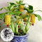 Luojuny Nano Banana Albero Semi di Annaffiatura Media Primavera Buon Raccolto Eccellente Produzione Nano Banana Albero Semi per Balcone