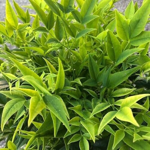 Nandina domestica Lemon Lime pianta sempreverde a cespuglio in vaso ø19 cm Vivaio di Castelletto