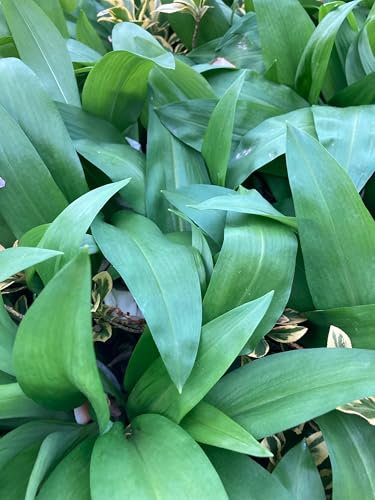 Allium 'Wild Garlic' (Allium ursinum) - 3 Bulbs