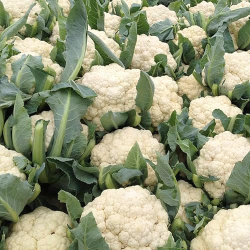 semillas de coliflor - verdes orgánicas exóticas Coliflor - resistentes jardín semillas de resistentes en sostenibles en 150semillas