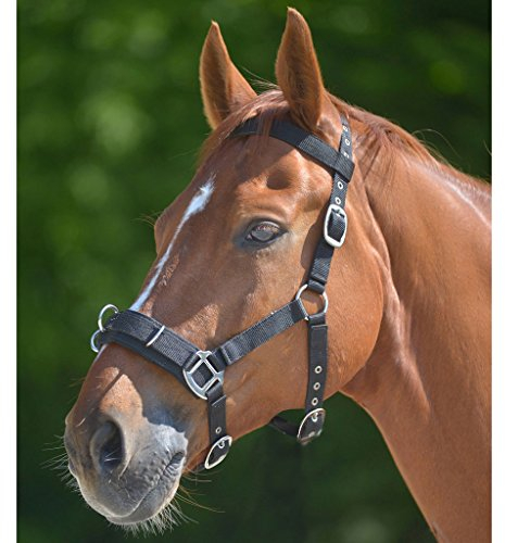 WALDHAUSEN Longierhalfter Economic, azurblau, WB