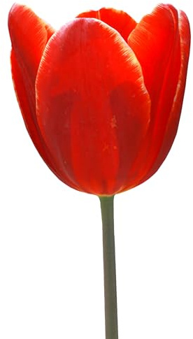 Tulpenzwiebeln 24 x 'Globo Rojo' - The Bulb Farmers - Fruhjahr - in den Niederlanden gezuchtet - Tulpen Zwiebeln - Blumenzwiebeln