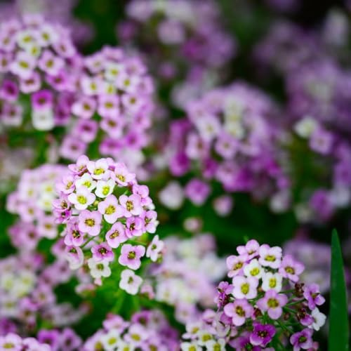 500samen steinkraut mehrjährig winterhart - indoor kräutergarten, bodendecker winterhart, kräutersamen wildblumenwiese mehrjährig, exotische balkonblumen