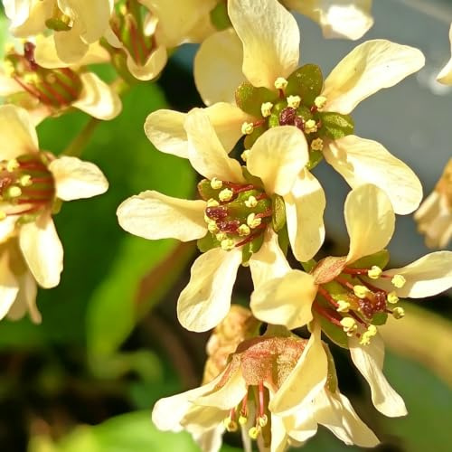 semi di bergenia - selvatiche rare per interno decorazioni autunnali 150pcs
