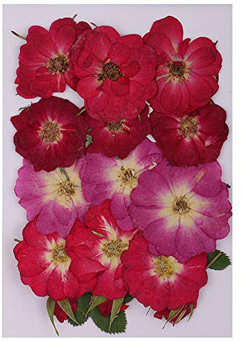 Inzopo Pressed Flower, Natural Real Dried Flowers, Red Rose for Floral Art, Craft, Nail Art, Card Making, Valentines day