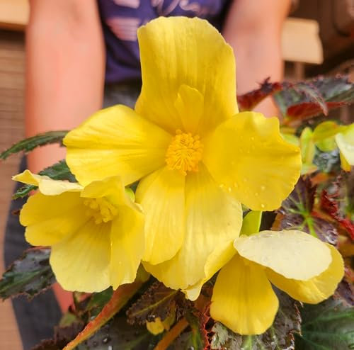 POWERS TO FLOWERS - BEGONIA PENDULA DA BALCONE, A FIORE GIALLO, 5 PIANTE, VASO 14 CM, piante vere