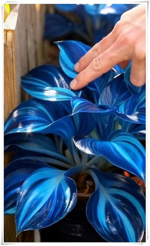 Otoño o primavera,En maceta, Excelente para plantar en interiores o exteriores-Rizomas de Hosta -Fácil de cultivar. -4 Rizomas-B